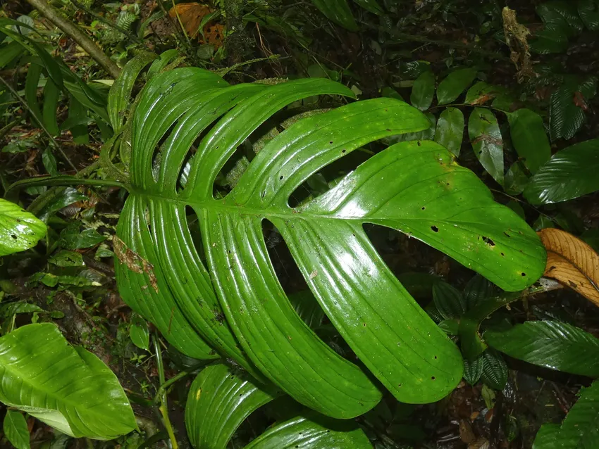 monstera dissecta plant showing characteristic features