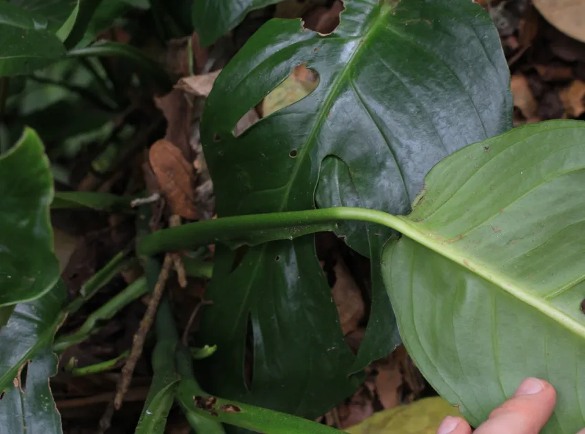 monstera dissecta plant showing characteristic features