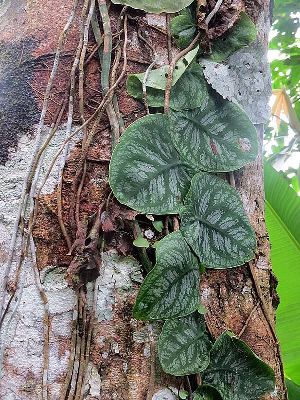 monstera dubia plant showing characteristic features