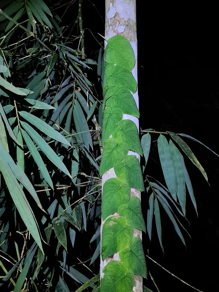 monstera dubia plant showing characteristic features