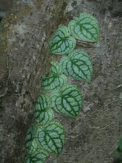 monstera dubia plant showing characteristic features