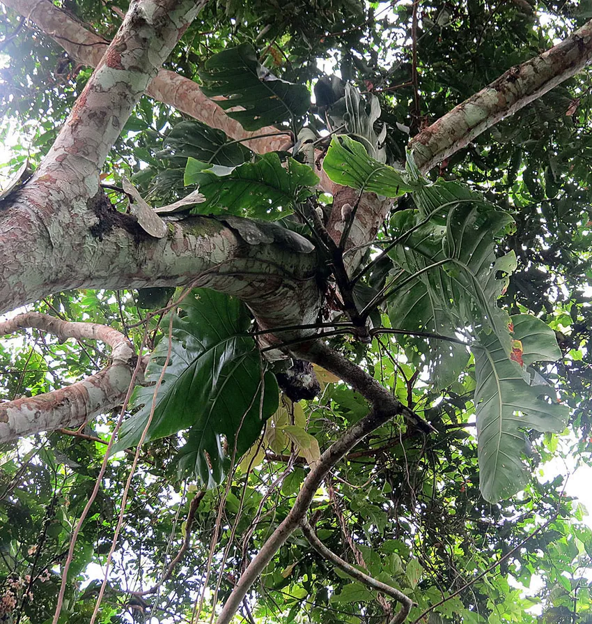 monstera dubia plant showing characteristic features