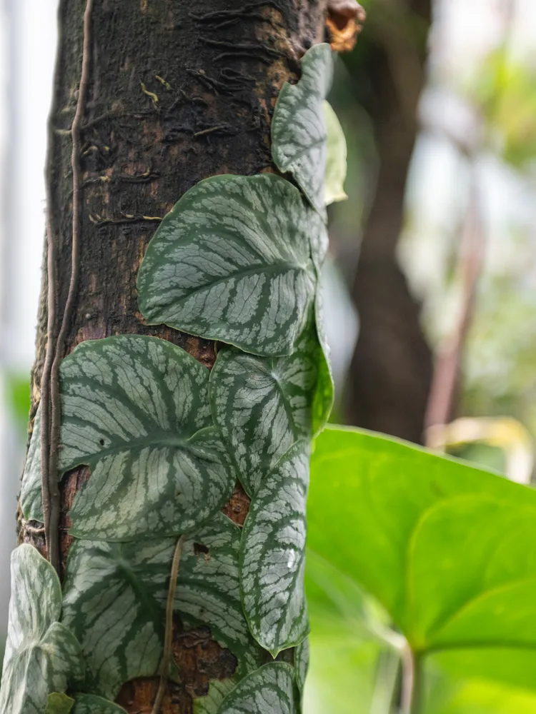 monstera dubia plant showing characteristic features