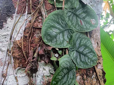 monstera dubia thumbnail