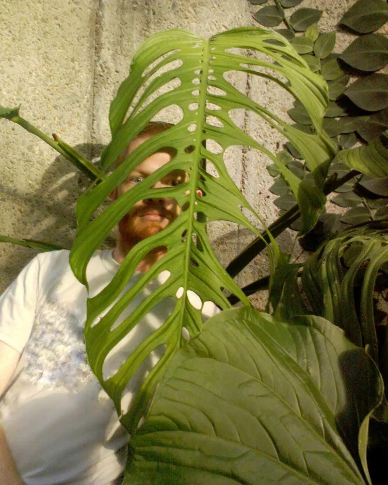 Plante monstera esqueleto montrant ses caractéristiques typiques