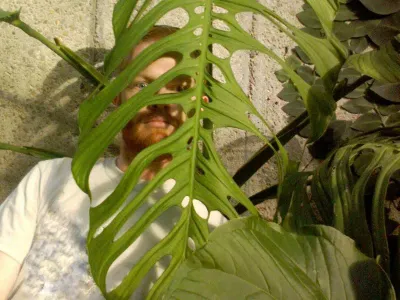thumbnail monstera epipremnoides 'esqueleto'