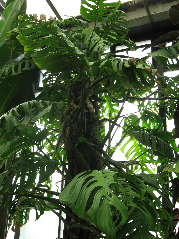 monstera epipremnoides plant showing characteristic features