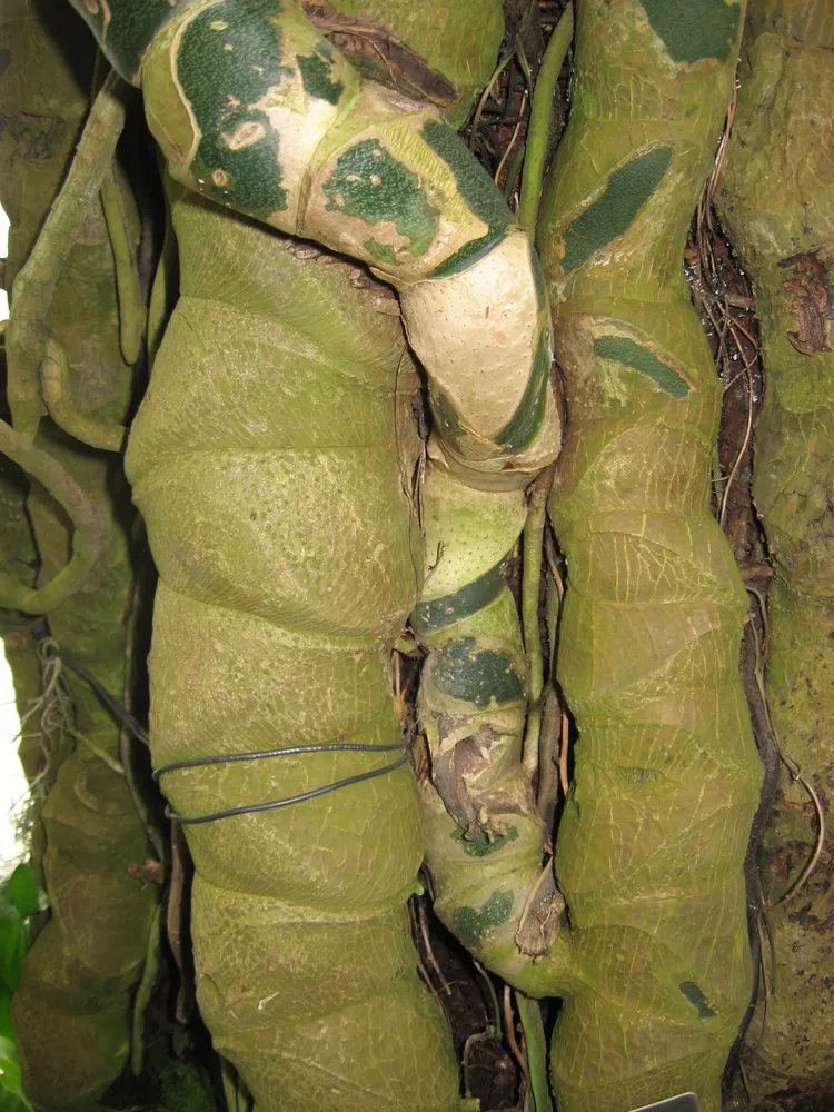 monstera epipremnoides plant showing characteristic features