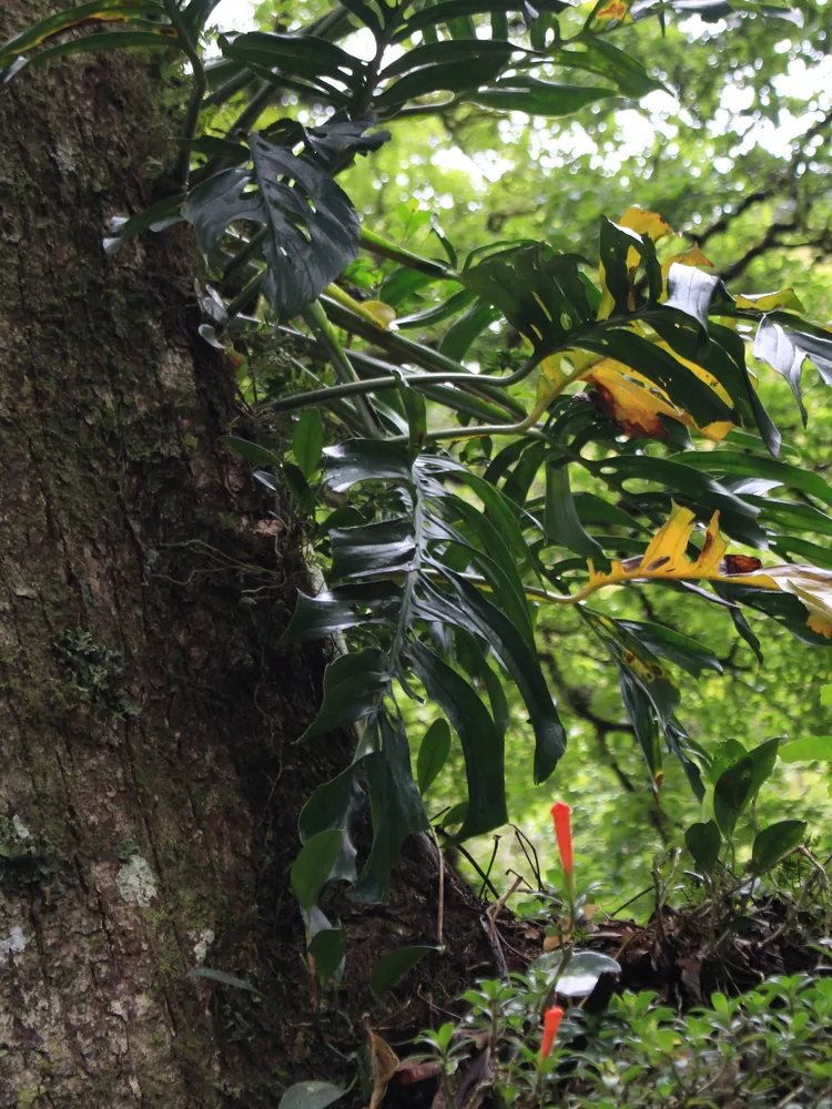 monstera epipremnoides plant showing characteristic features