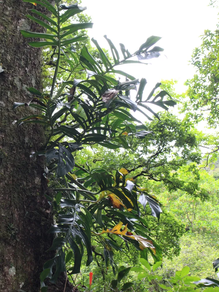 monstera epipremnoides plant showing characteristic features