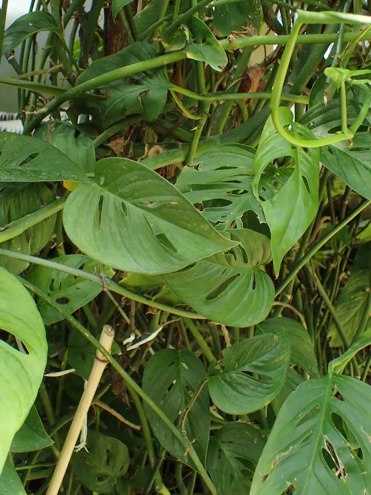 monstera epipremnoides plant showing characteristic features