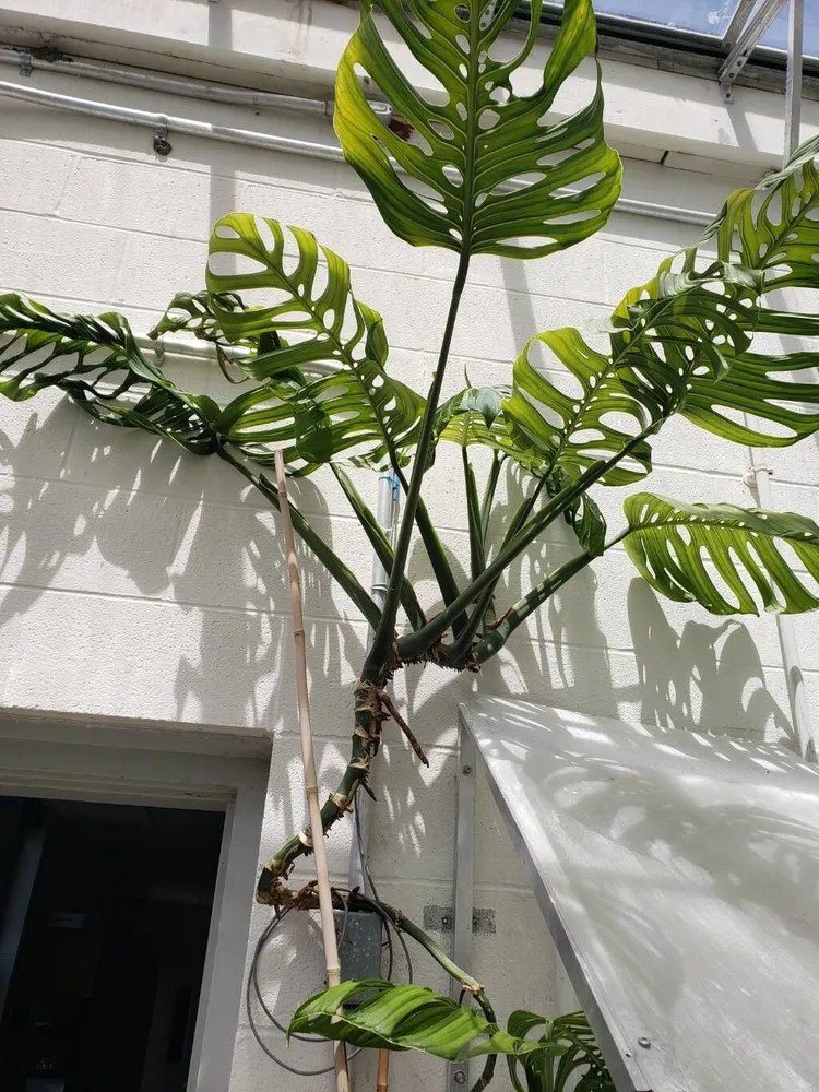 Plante monstera epipremnoides montrant ses caractéristiques typiques