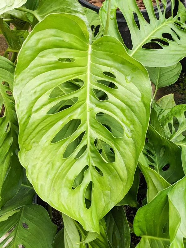 monstera lechleriana plant showing characteristic features