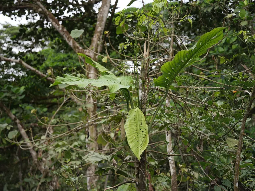 monstera lechleriana plant showing characteristic features