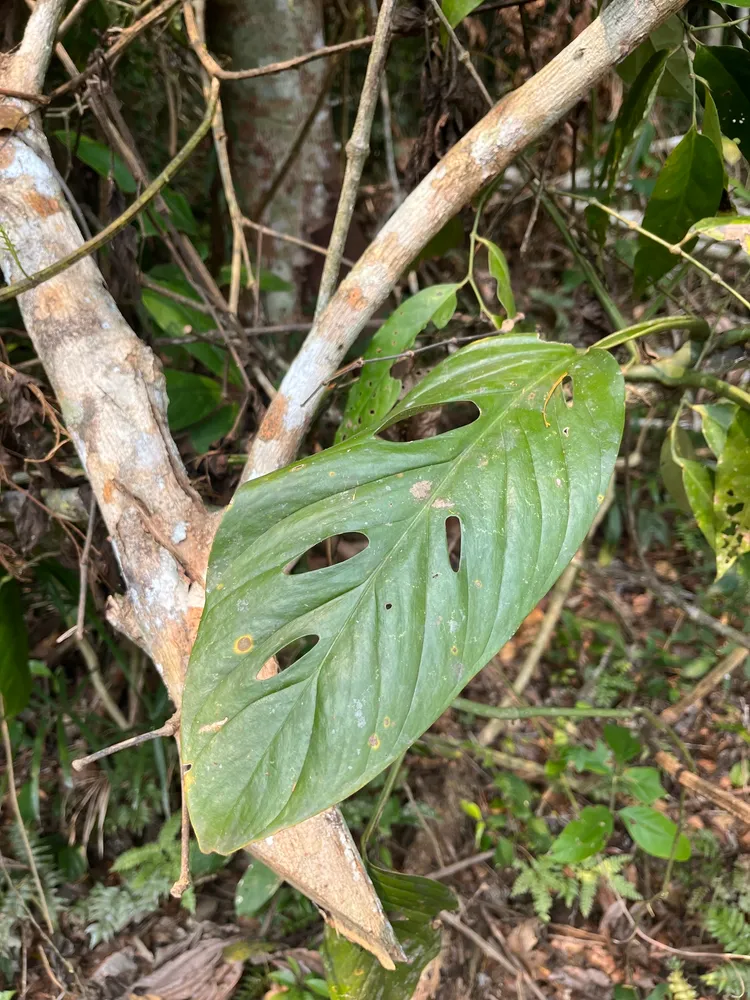 monstera lechleriana plant showing characteristic features