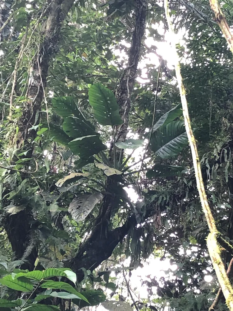 monstera lechleriana plant showing characteristic features