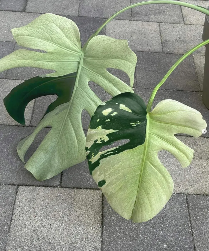 Plante monstera mint montrant ses caractéristiques typiques