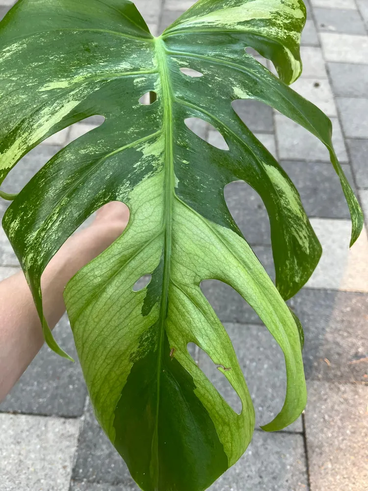 Plante monstera mint montrant ses caractéristiques typiques