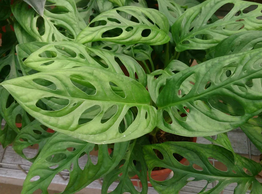 monstera obliqua plant showing characteristic features