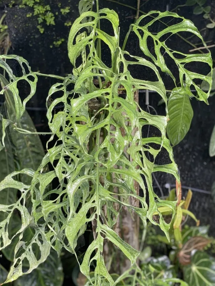 monstera obliqua plant showing characteristic features