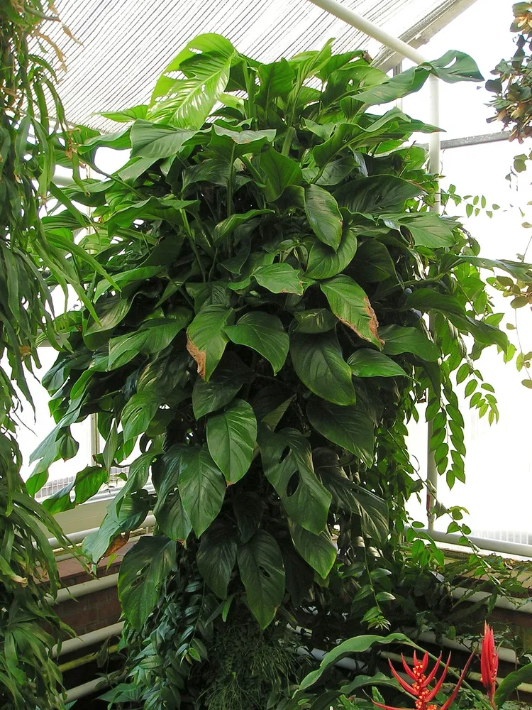 monstera obliqua plant showing characteristic features