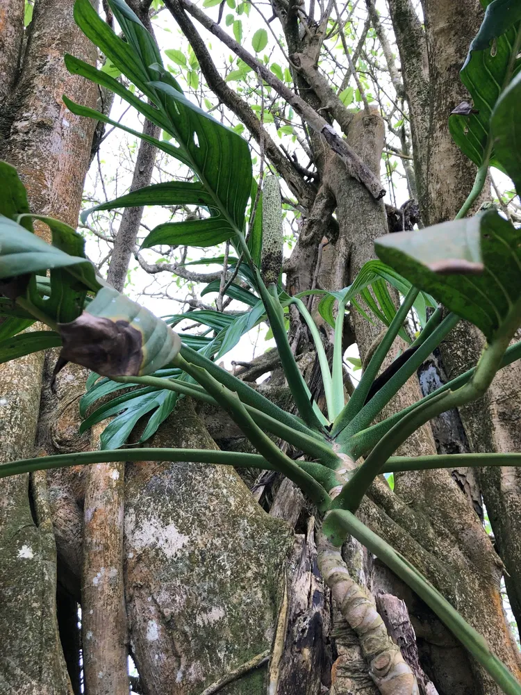 monstera pinnatipartita plant showing characteristic features