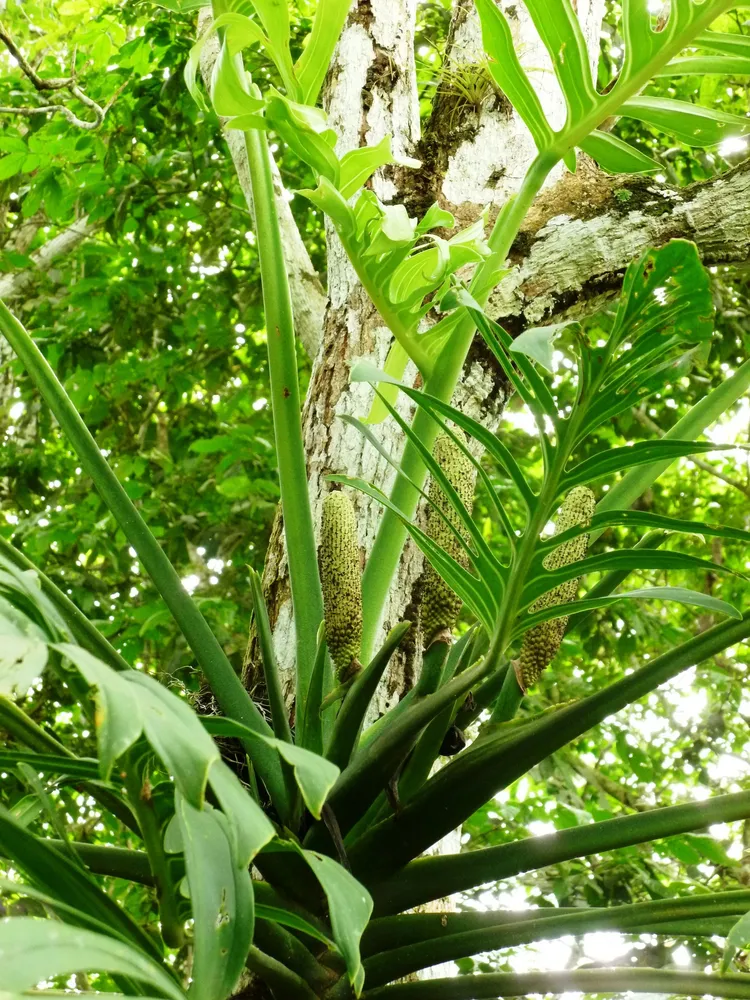 monstera pinnatipartita plant showing characteristic features