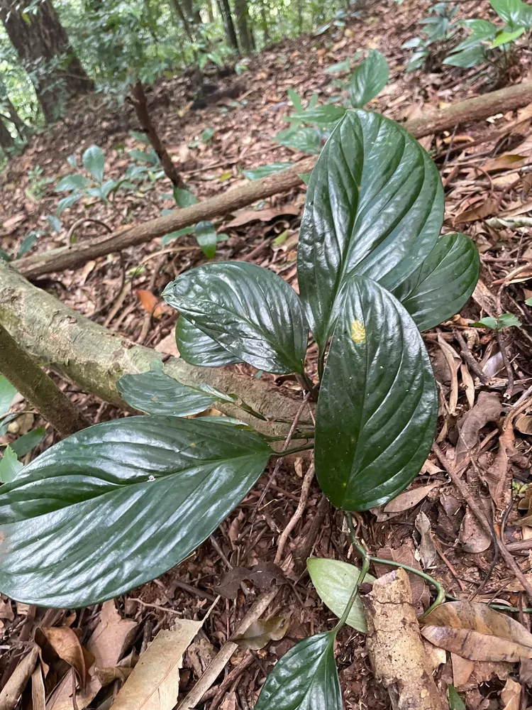 monstera pinnatipartita plant showing characteristic features