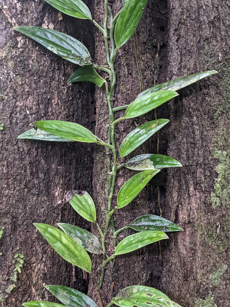 monstera pinnatipartita plant showing characteristic features