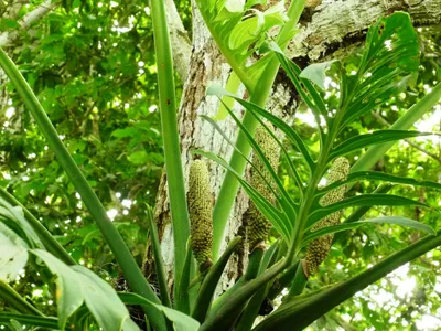 monstera pinnatipartita thumbnail