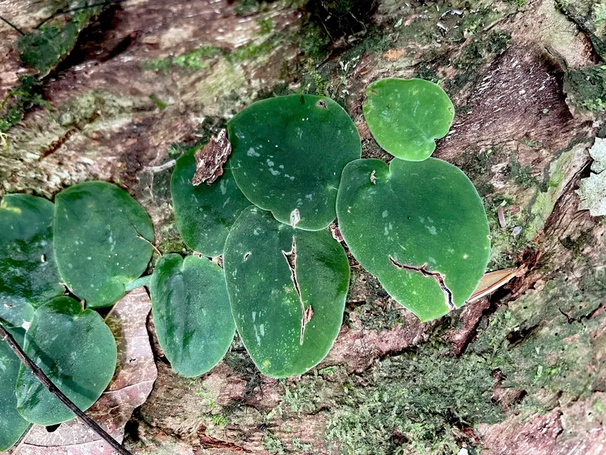 monstera punctulata plant showing characteristic features