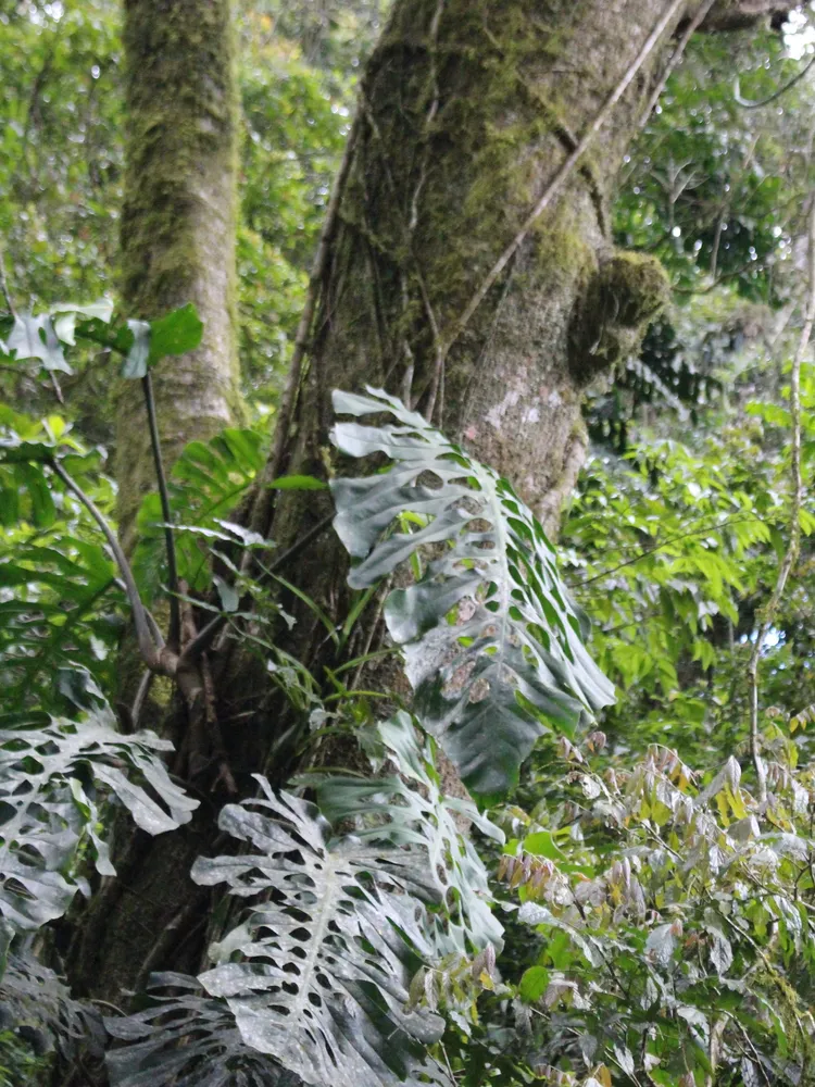 monstera punctulata plant showing characteristic features