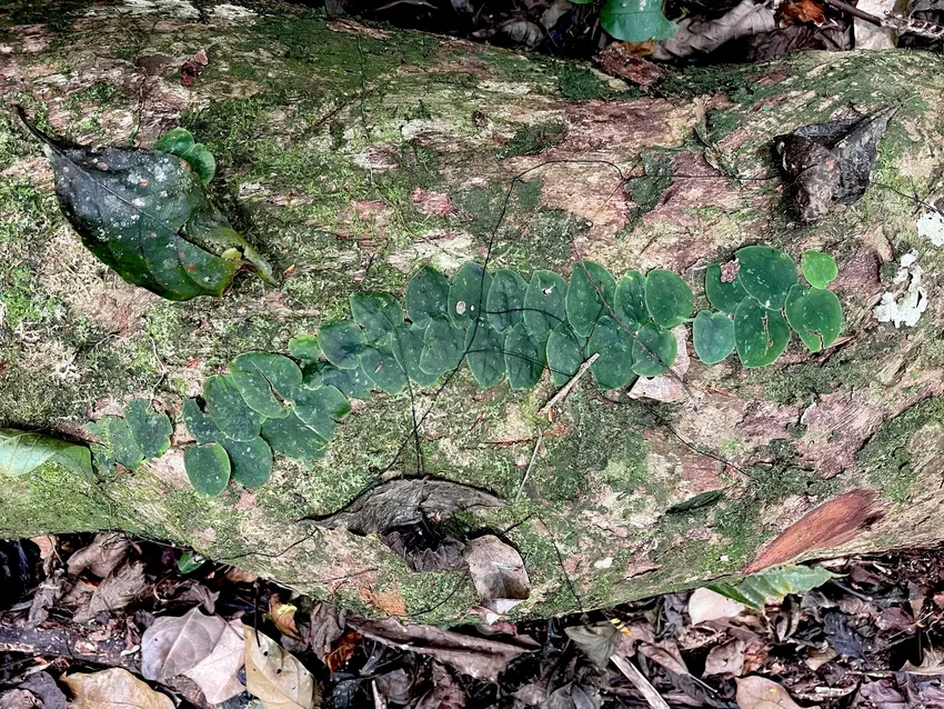 monstera punctulata plant showing characteristic features