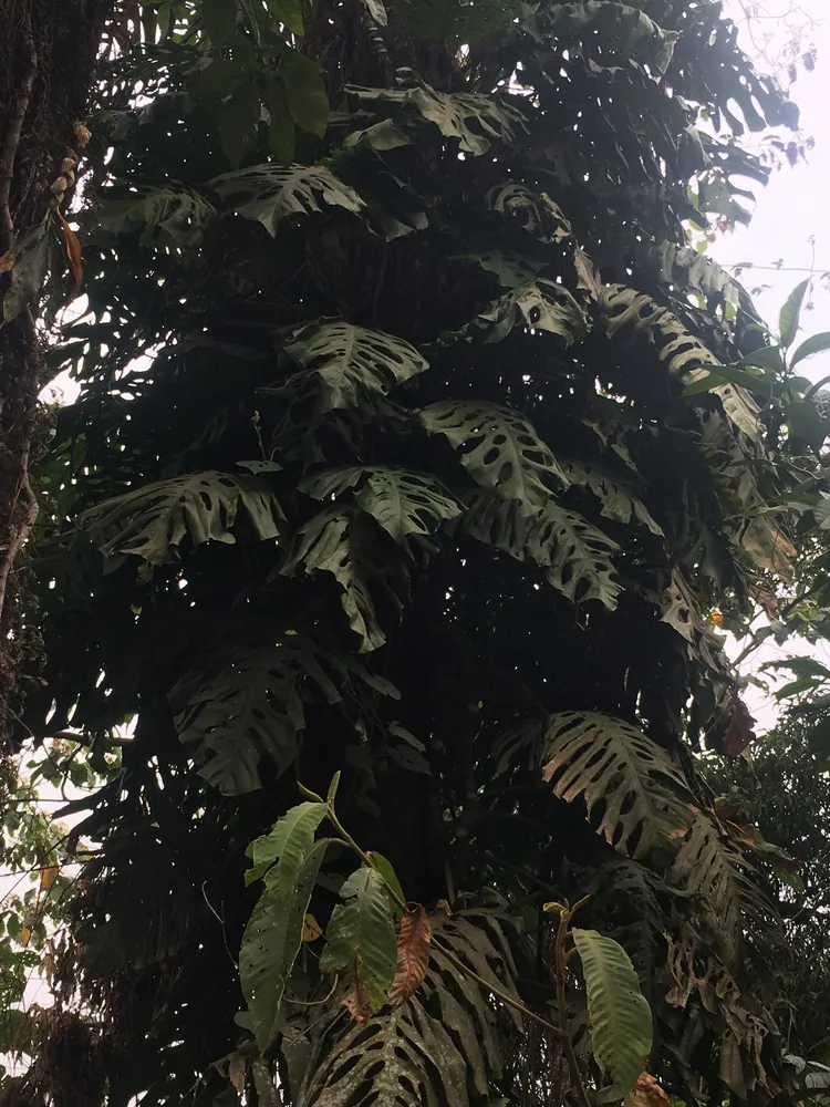 monstera punctulata plant showing characteristic features