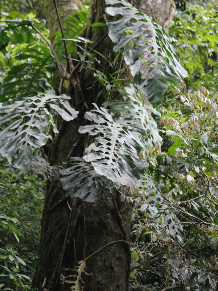 monstera punctulata plant showing characteristic features