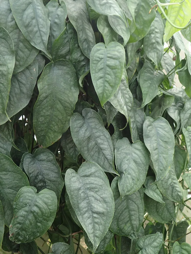 monstera siltepecana plant showing characteristic features