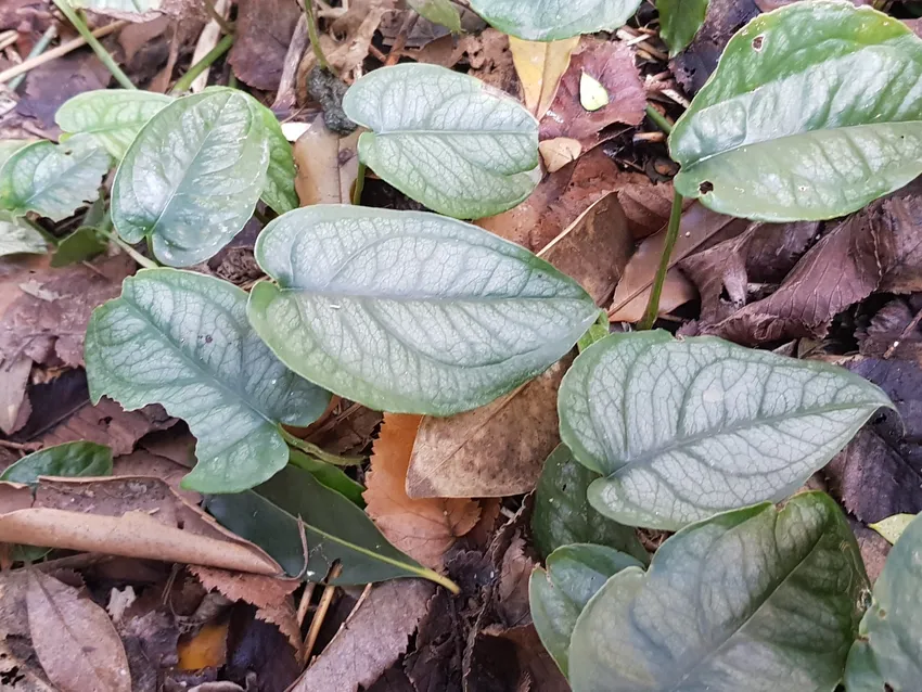 monstera siltepecana plant showing characteristic features