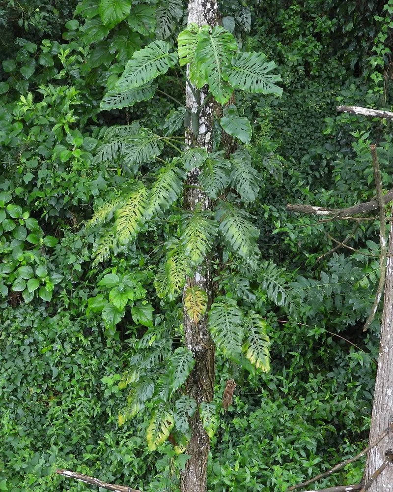 monstera siltepecana plant showing characteristic features