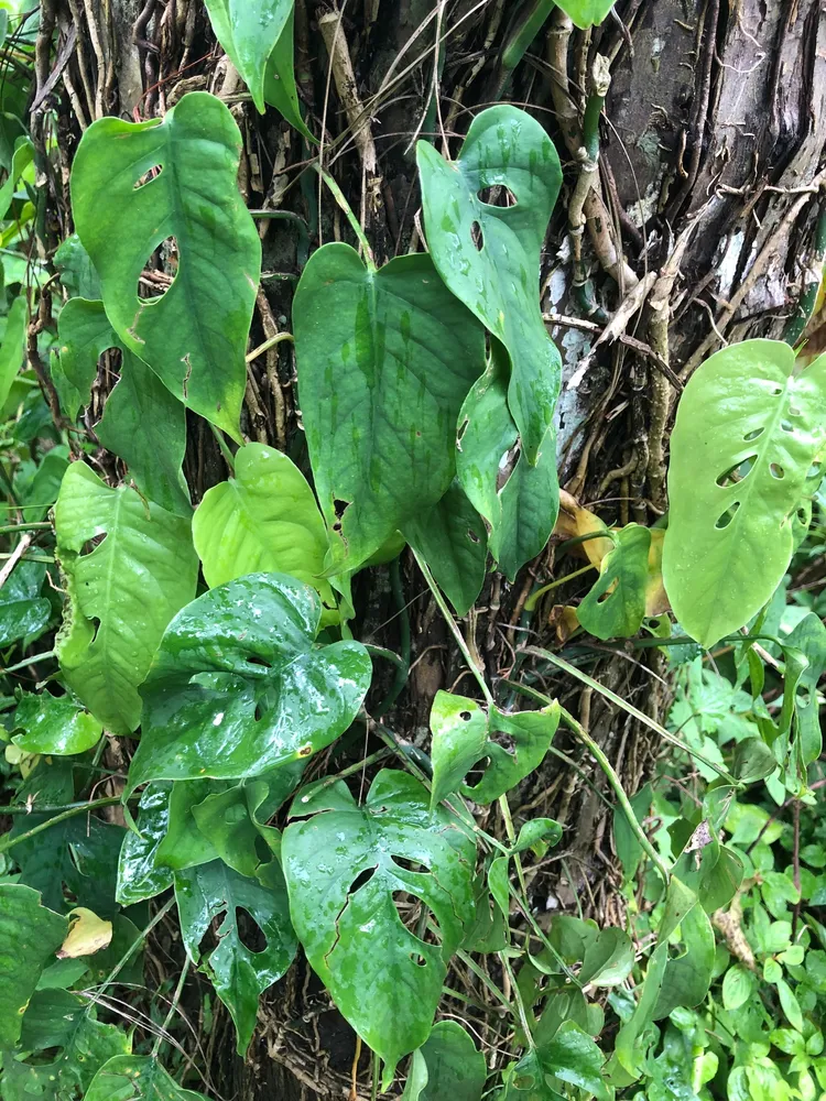 monstera siltepecana plant showing characteristic features