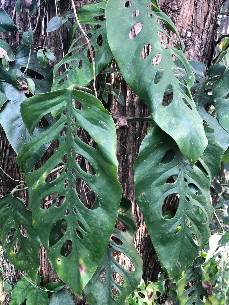 monstera siltepecana plant showing characteristic features