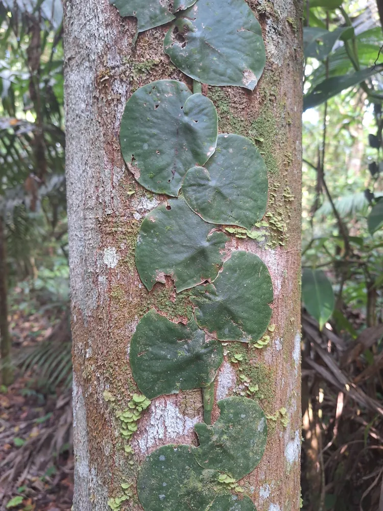 monstera spruceana plant showing characteristic features