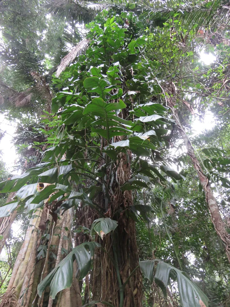 monstera spruceana plant showing characteristic features