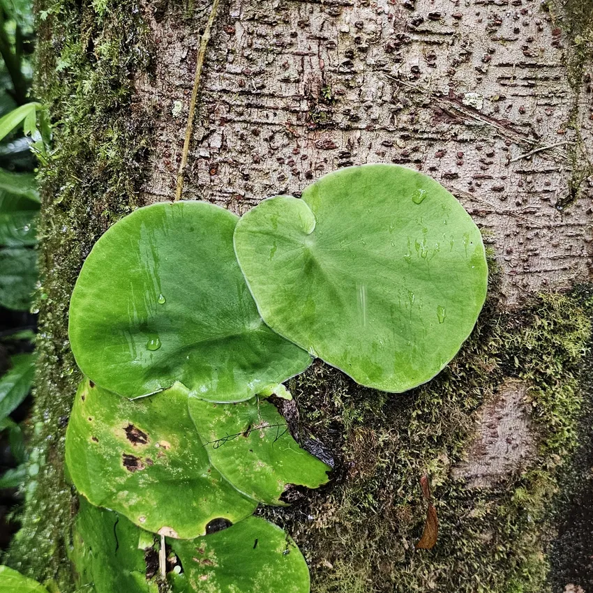 monstera spruceana plant showing characteristic features