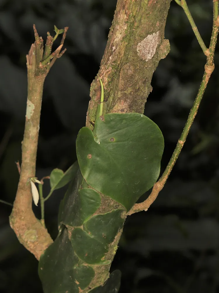 monstera spruceana plant showing characteristic features