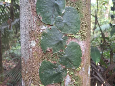 monstera spruceana thumbnail