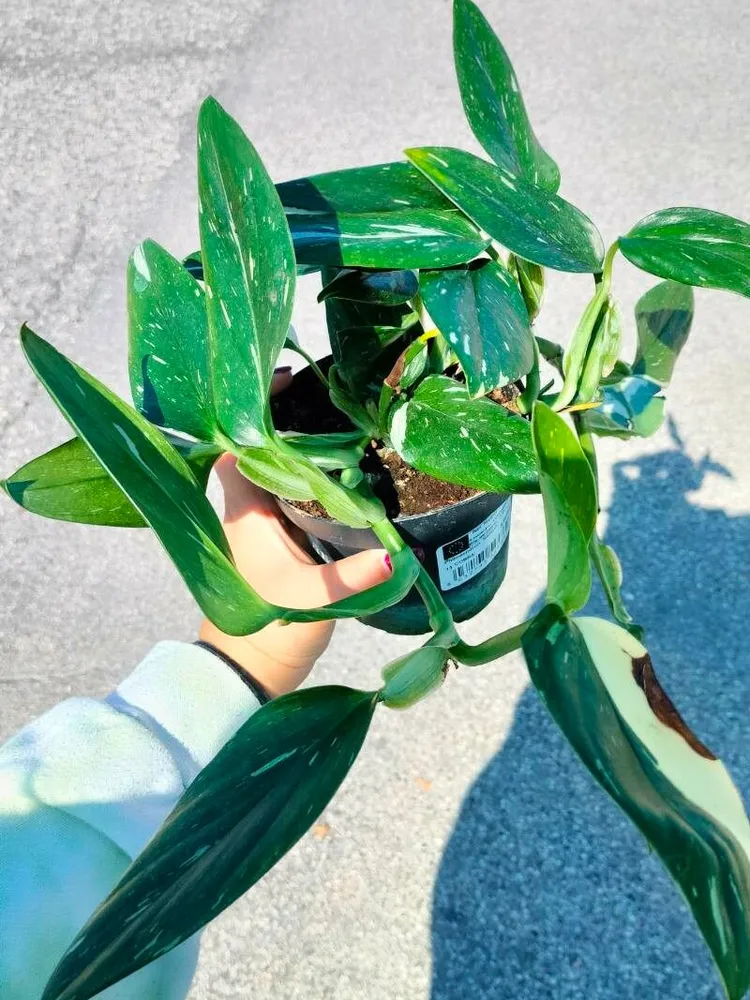 monstera cobra plant showing characteristic features