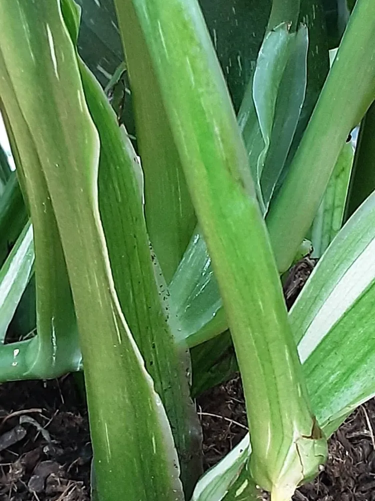 monstera cobra plant showing characteristic features