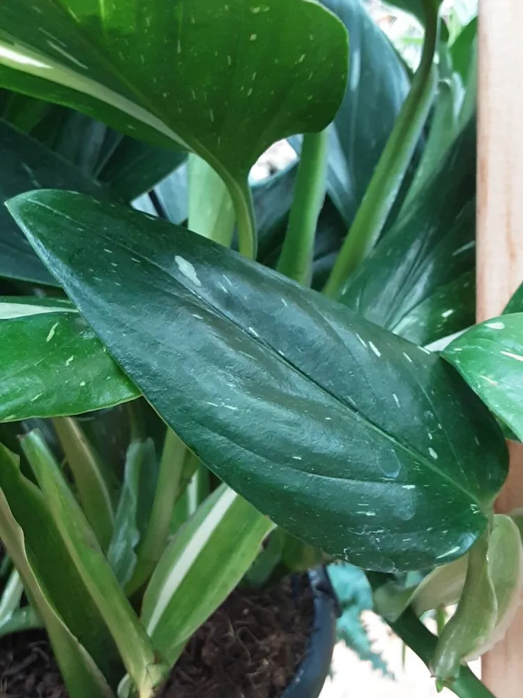 monstera cobra plant showing characteristic features