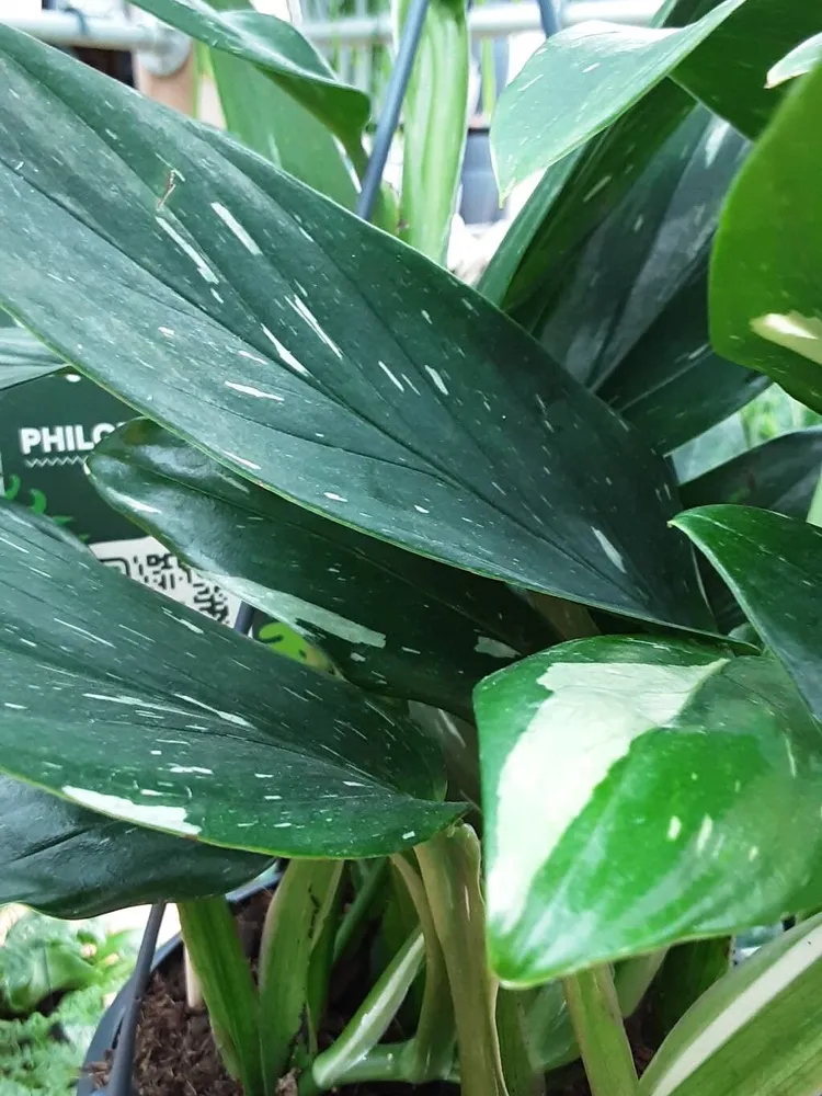 monstera cobra plant showing characteristic features