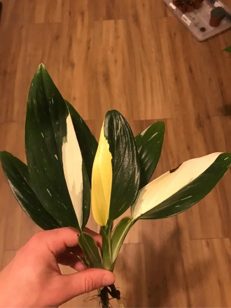 monstera cobra plant showing characteristic features